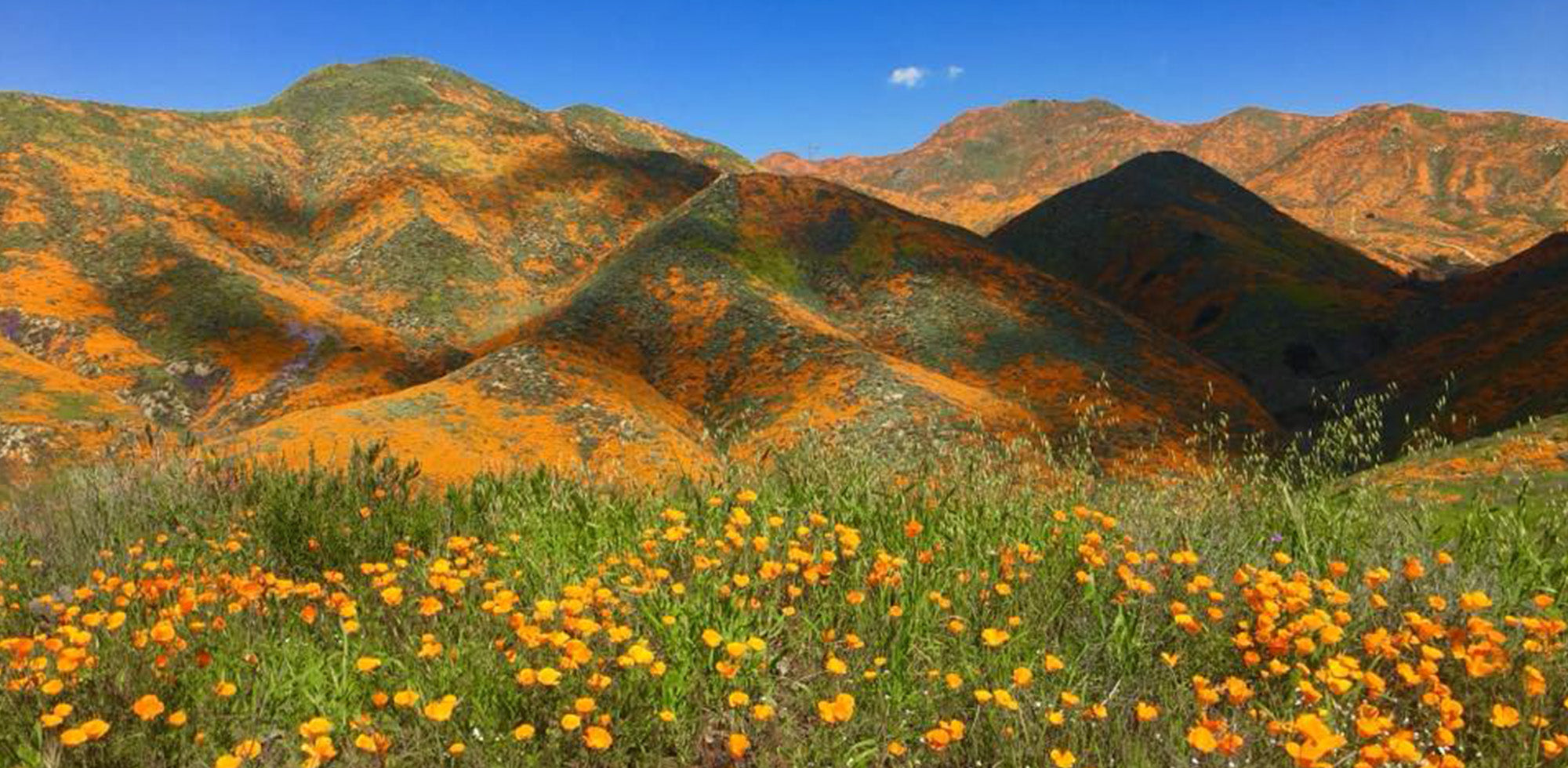 California Spring Flower Guide 2026: Real Spots, Camping Hacks & Portable Power Station Review